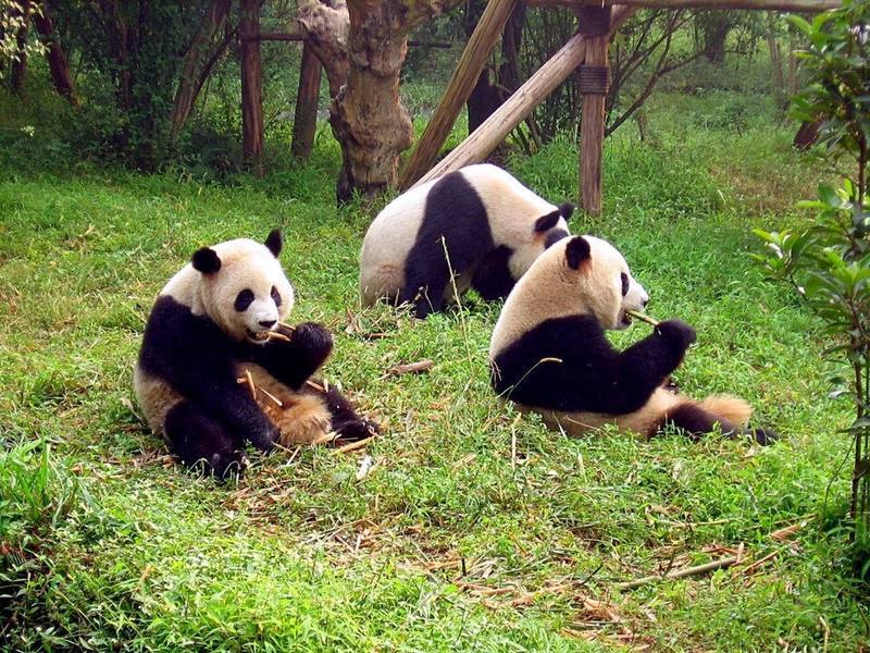 Chengdu landmark